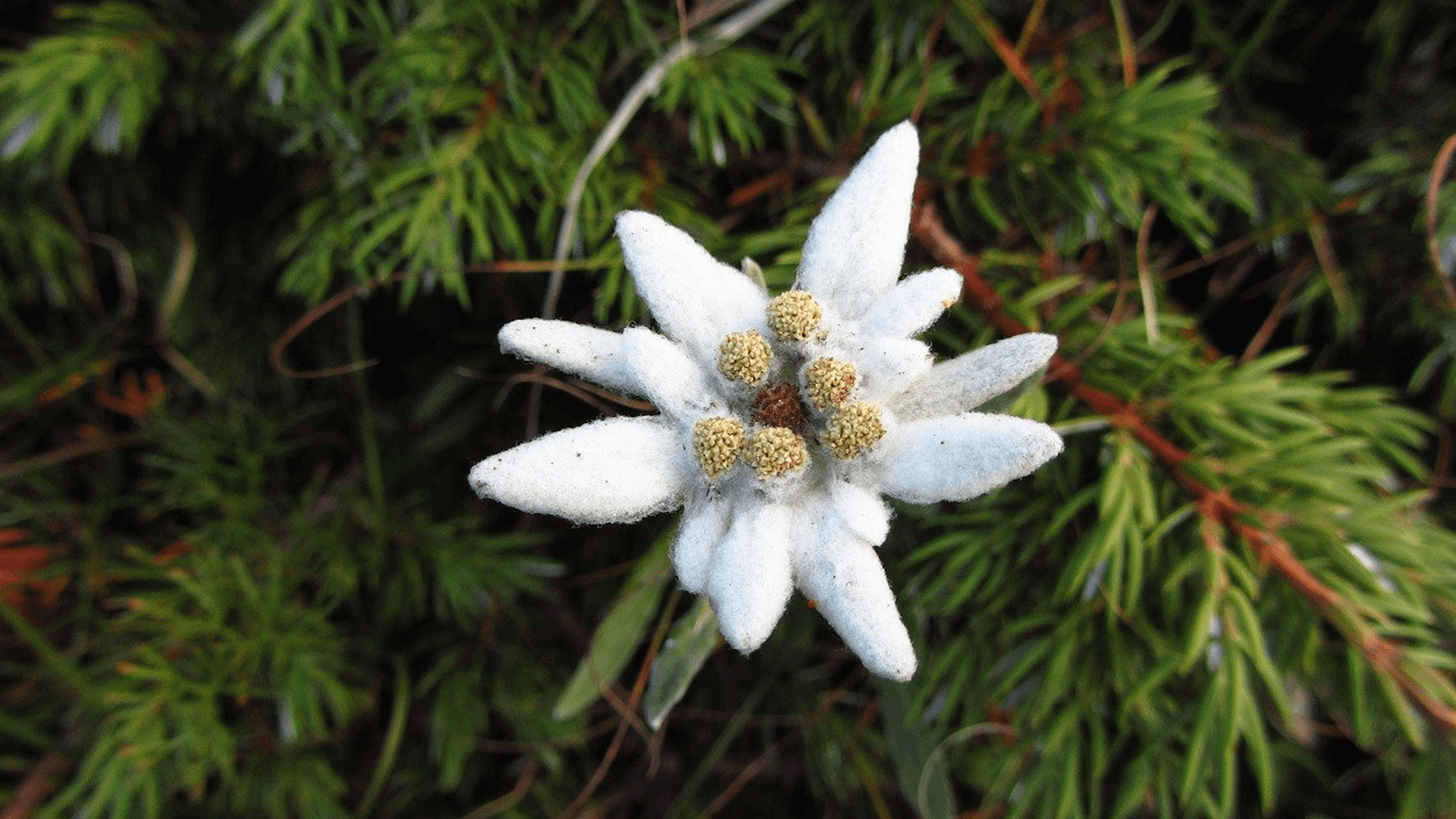 Edelweiss